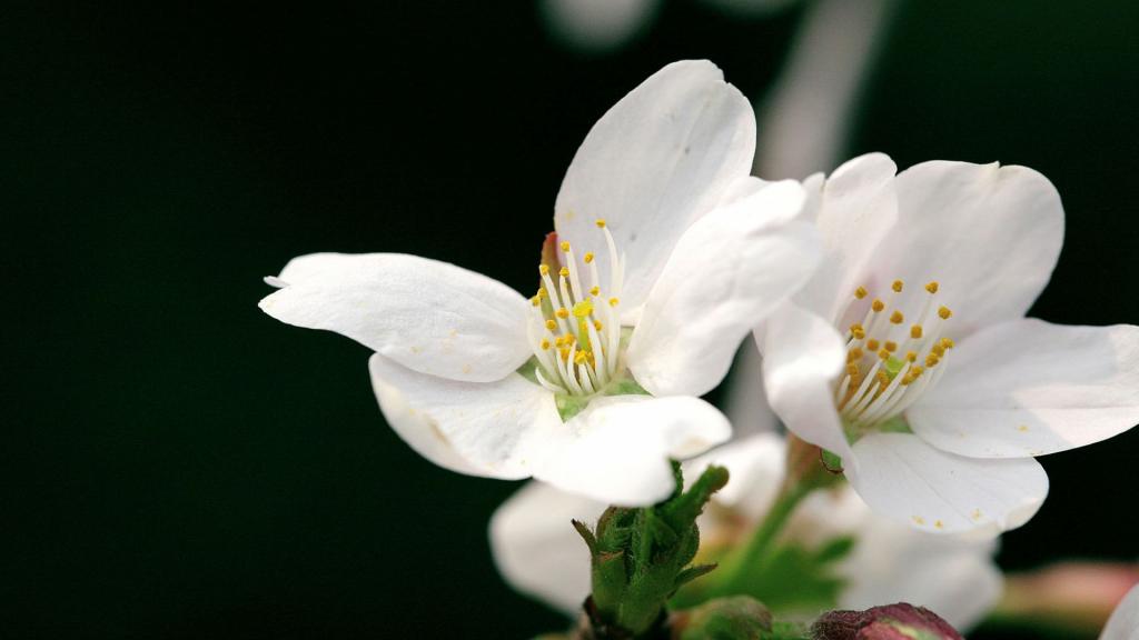 樱花花语(除你之外,别无他爱)