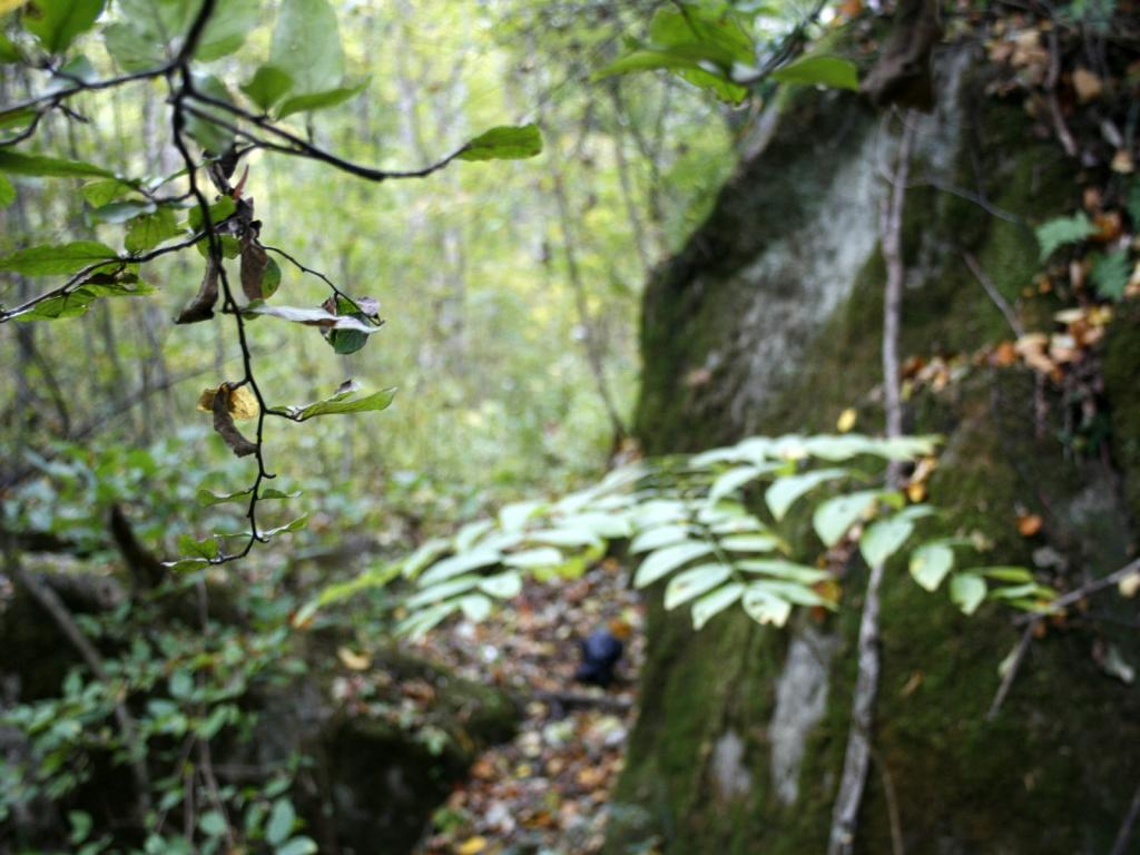 森林中的华南虎