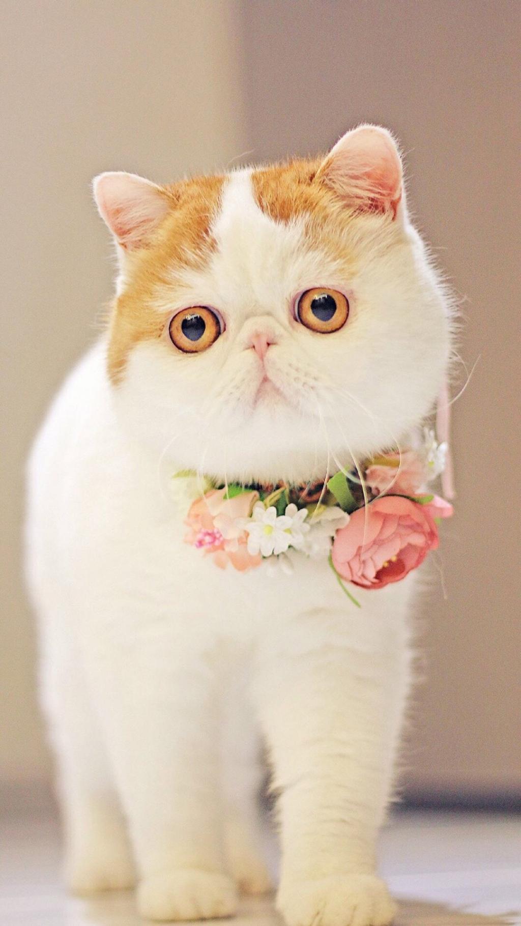 可爱的小动物胖猫咪,高清图片,手机锁屏桌面-壁纸族