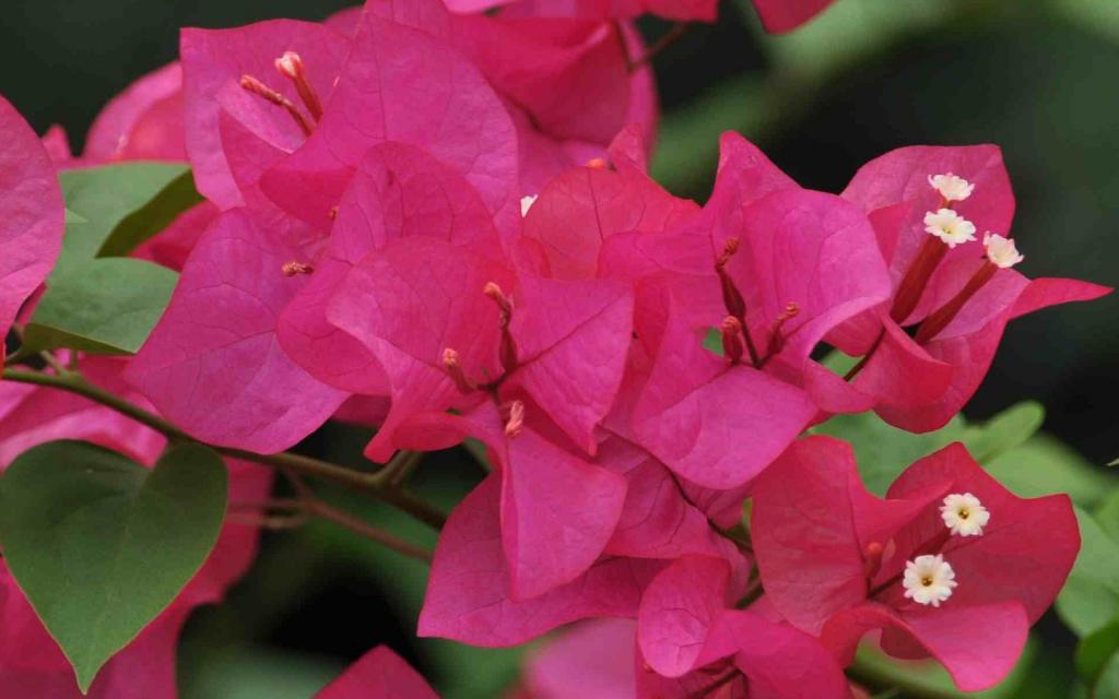 三角梅花卉图片