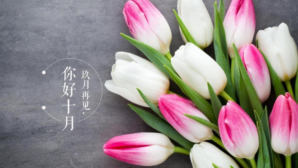 9月再见,10月你好迷人清新郁金香图片
