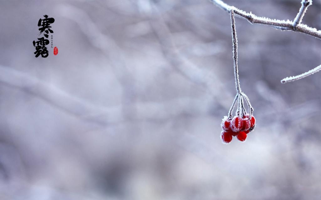 霜叶飘散寒露至