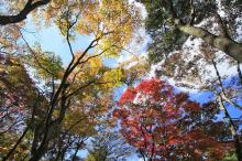 宽屏枫林如火红叶