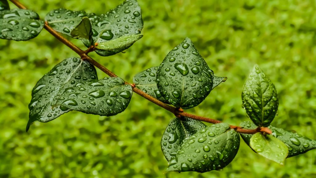 绿色植物露水水珠