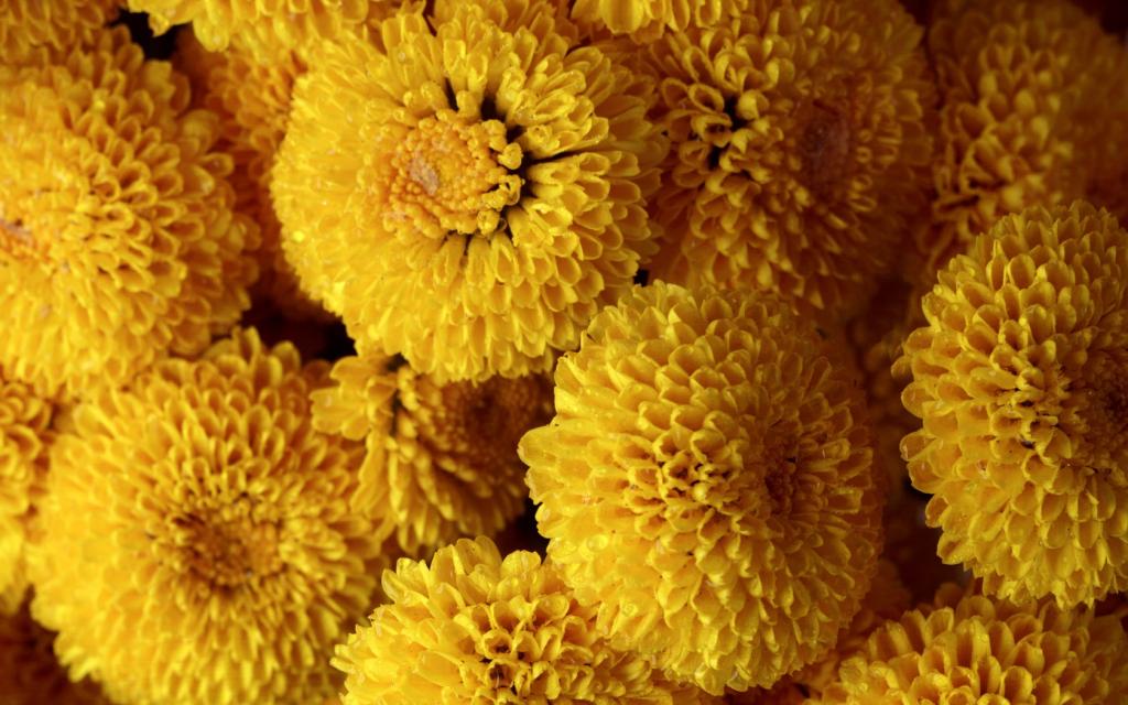 那盛开的花朵儿