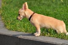 吉娃娃是寿命最长的犬种