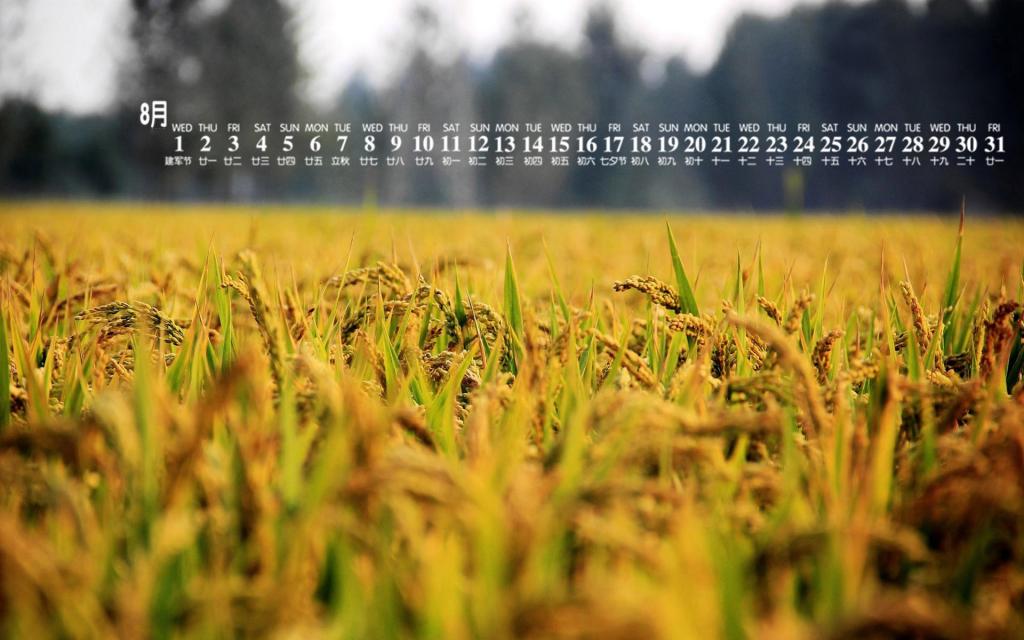 2018年8月粒粒饱满的麦穗儿日历