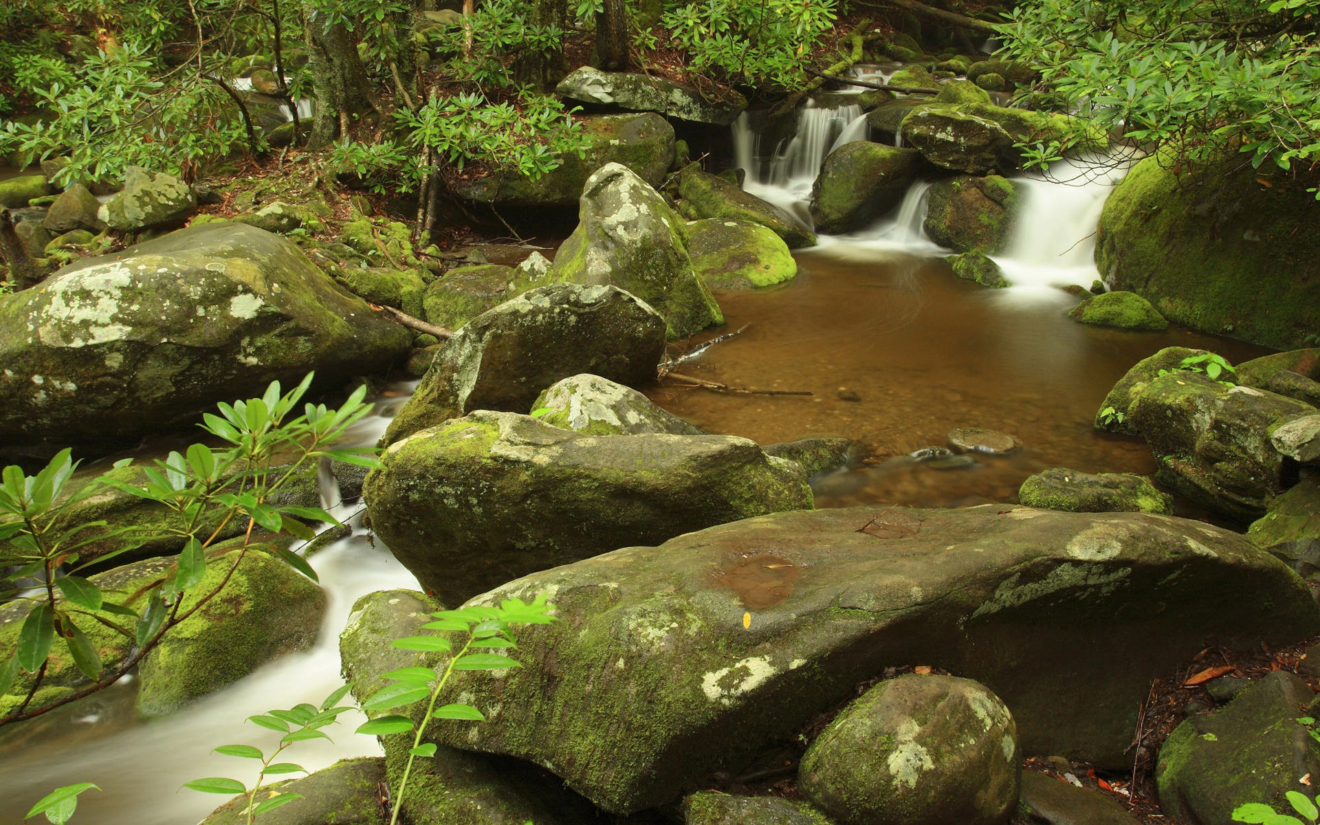溪流上布满枫叶