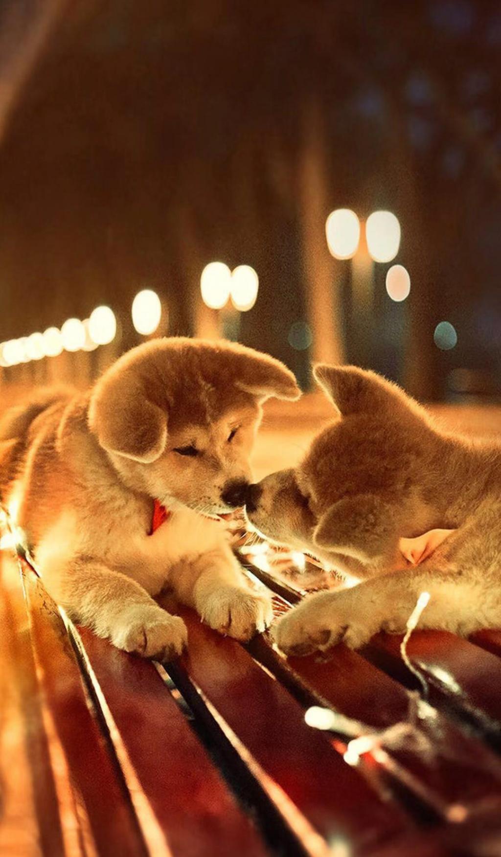 勇猛又可爱的秋田犬