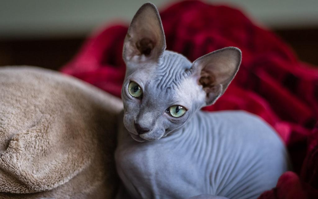 斯芬克斯猫(加拿大无毛猫)