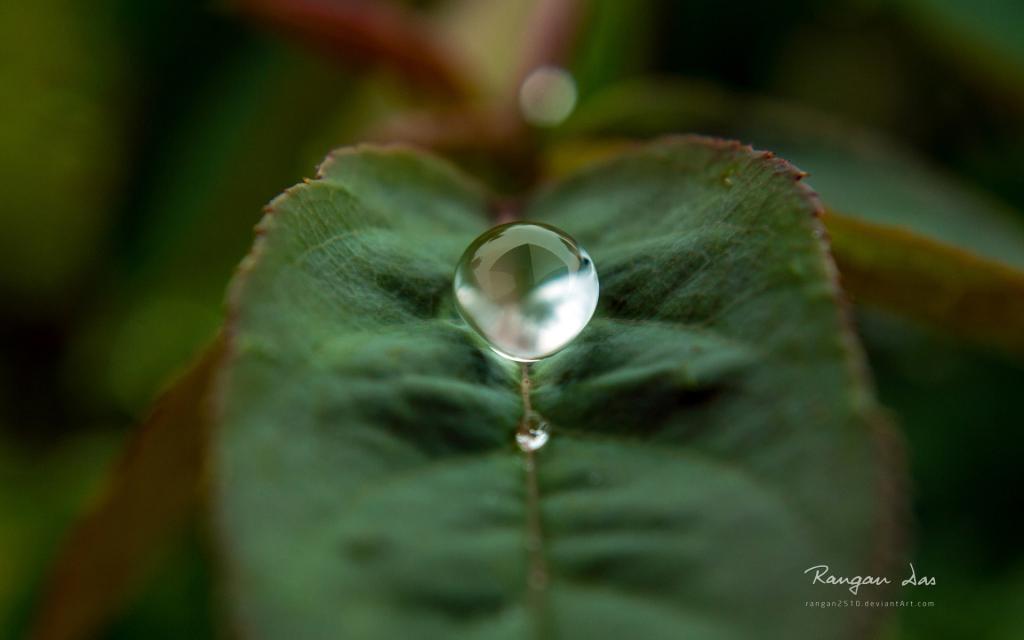 植物花卉上的小水珠