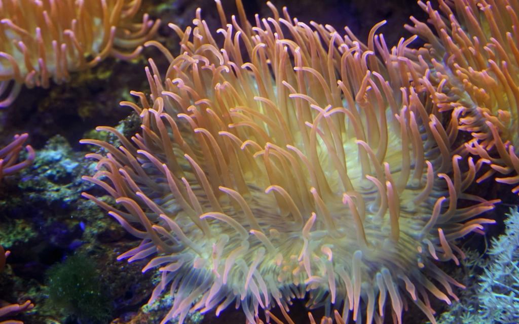 美丽的海底珊瑚