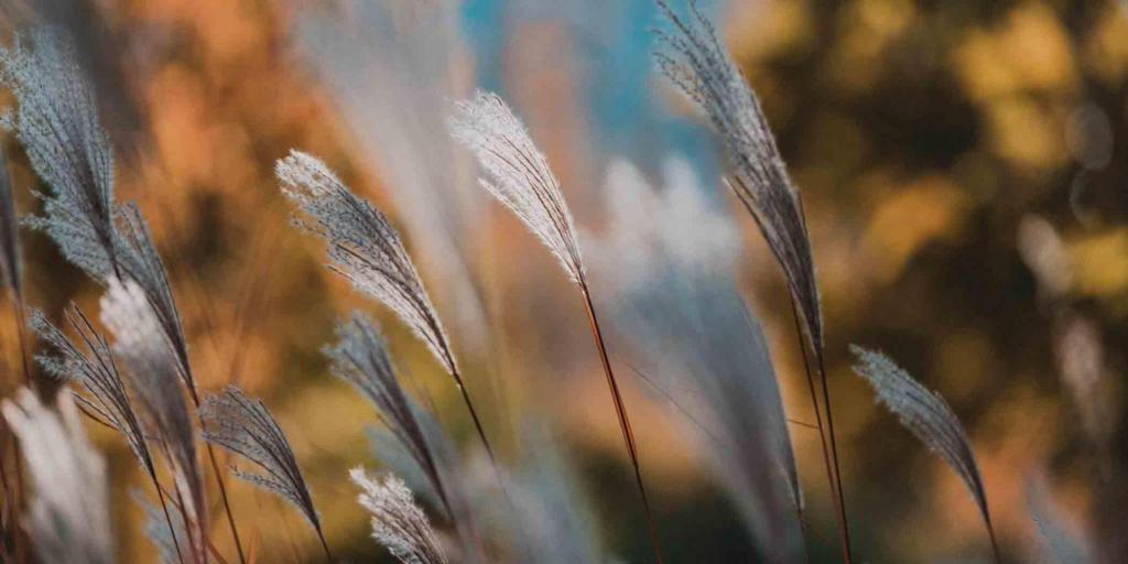 草本植物荻微距摄影