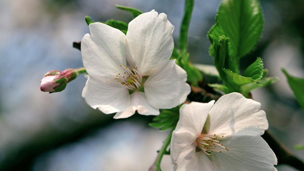 樱花花语(除你之外,别无他爱)