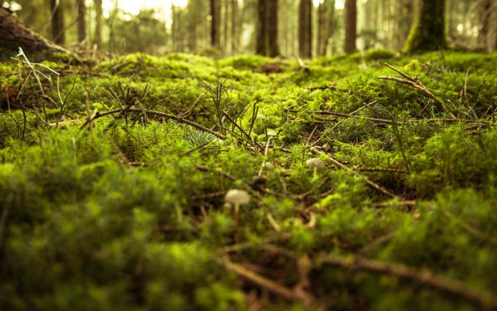 翠绿养眼的小清新青苔