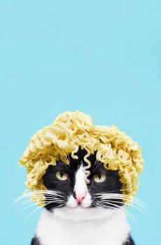 创意猫咪搞笑-1