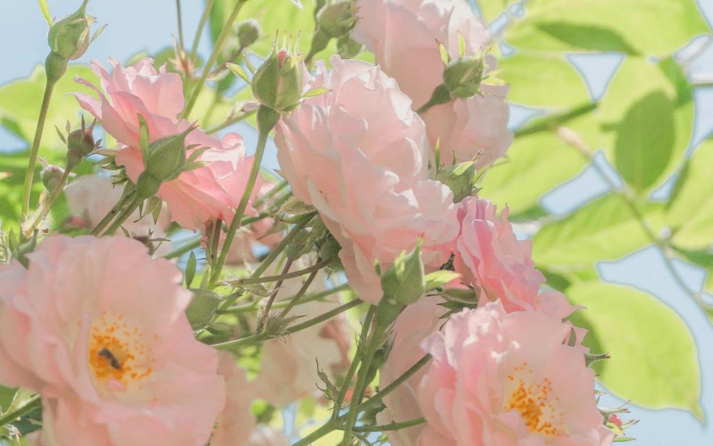 海棠花绚烂盛放清新养眼写真