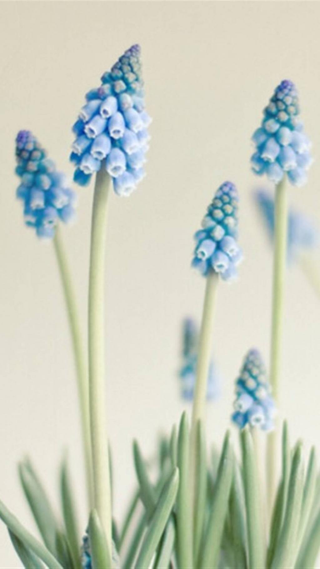 唯美葡萄风信子