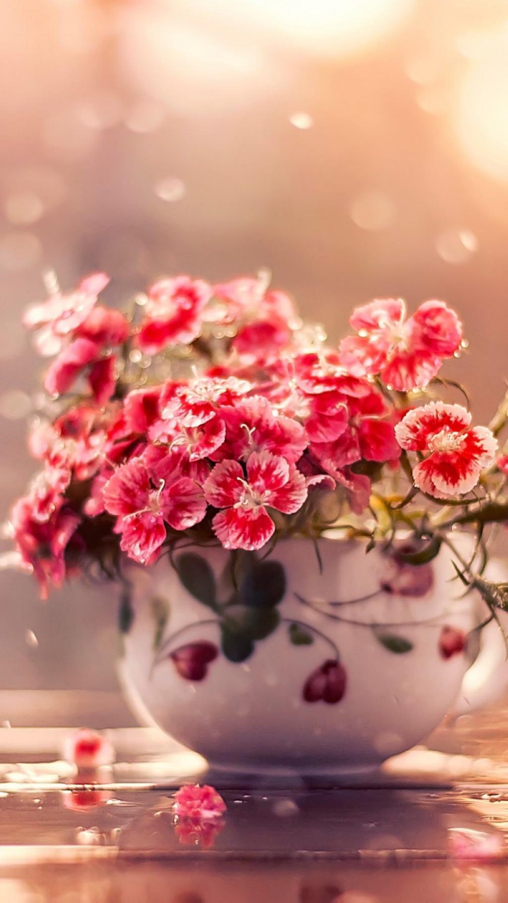 唯美盆栽植物,高清图片,手机锁屏桌面-壁纸族