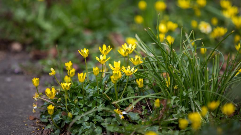 繁星点点的野花