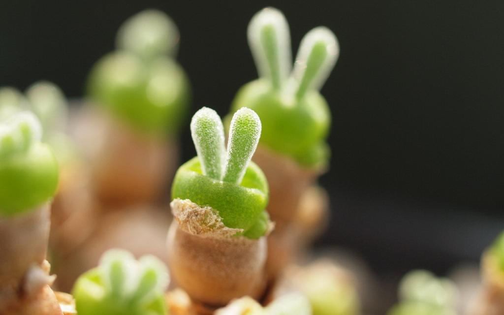 肉肉植物特写图片