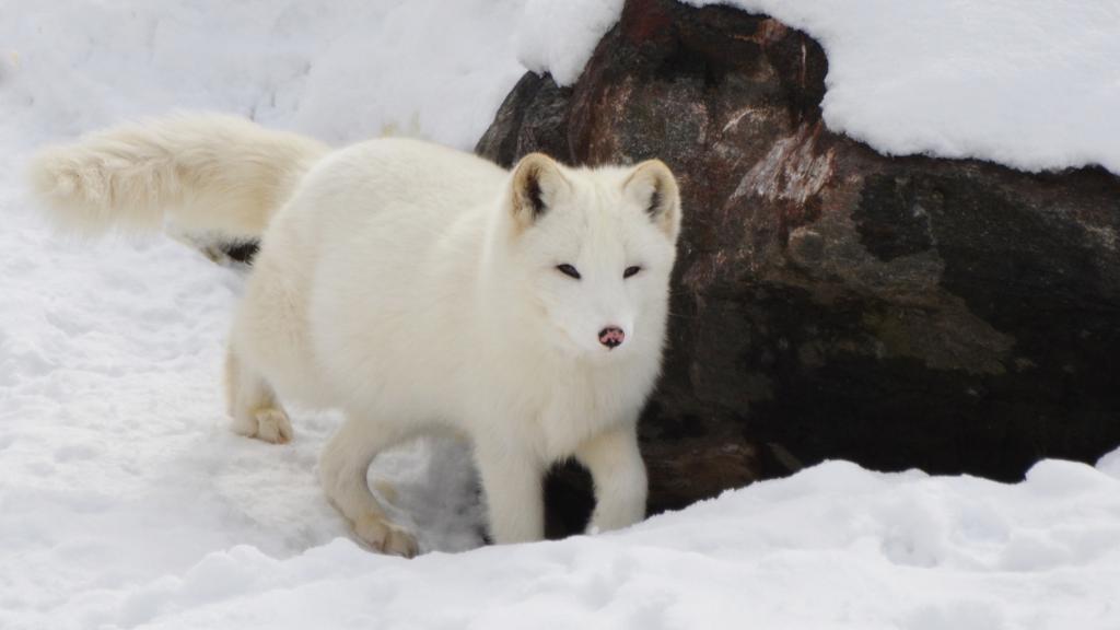 单纯可爱的狐狸图片