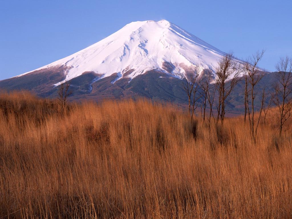 富士山花海