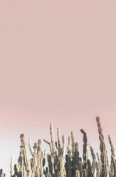 唯美小清新仙人掌-5