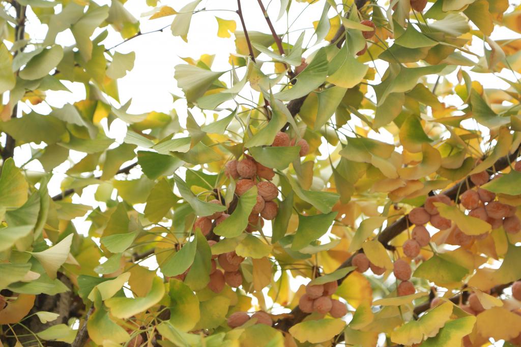 黄色的银杏果果实