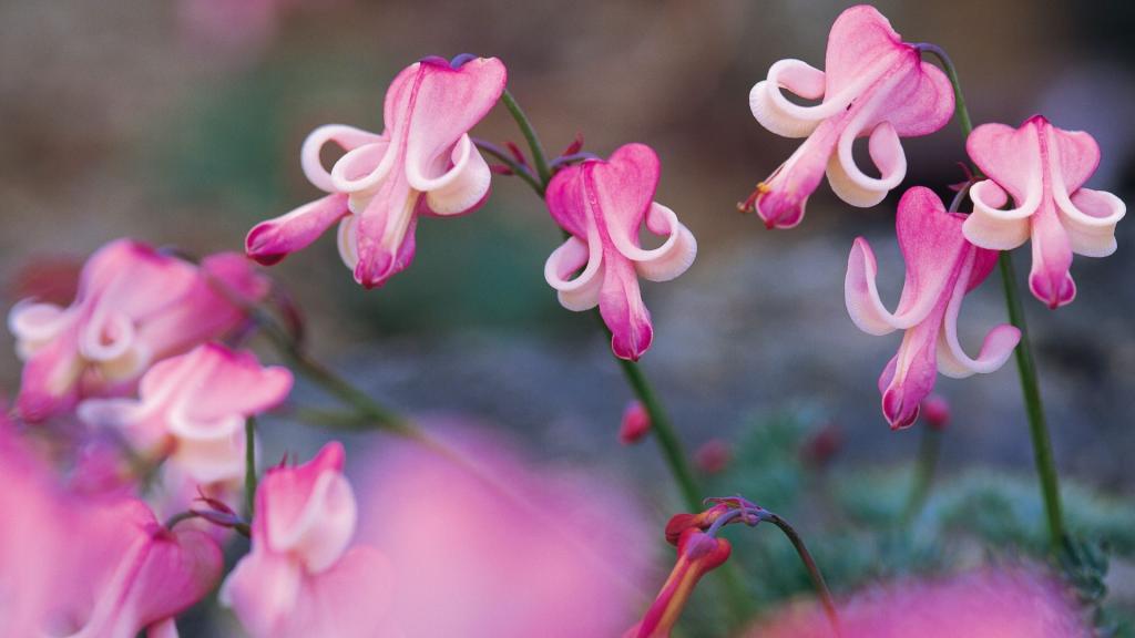 粉色红色的野花