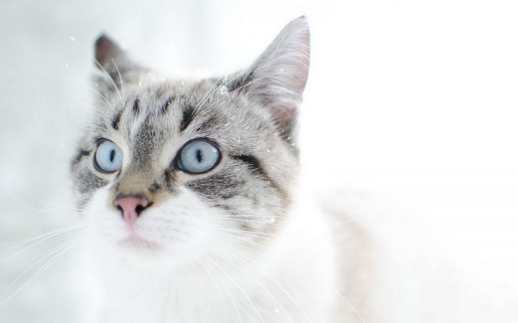 雪地里玩耍的猫咪