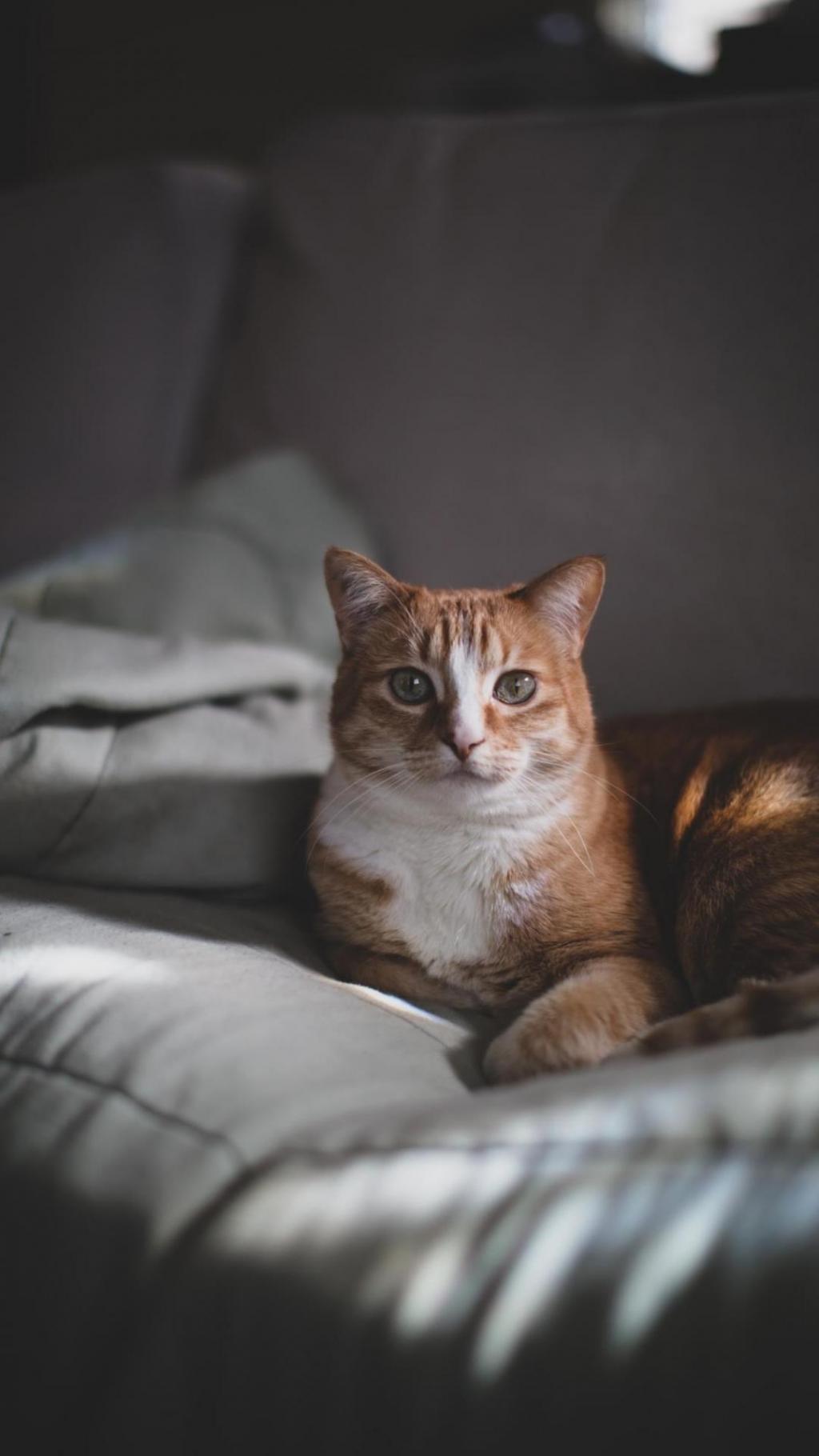 超级可爱活泼调皮小猫咪