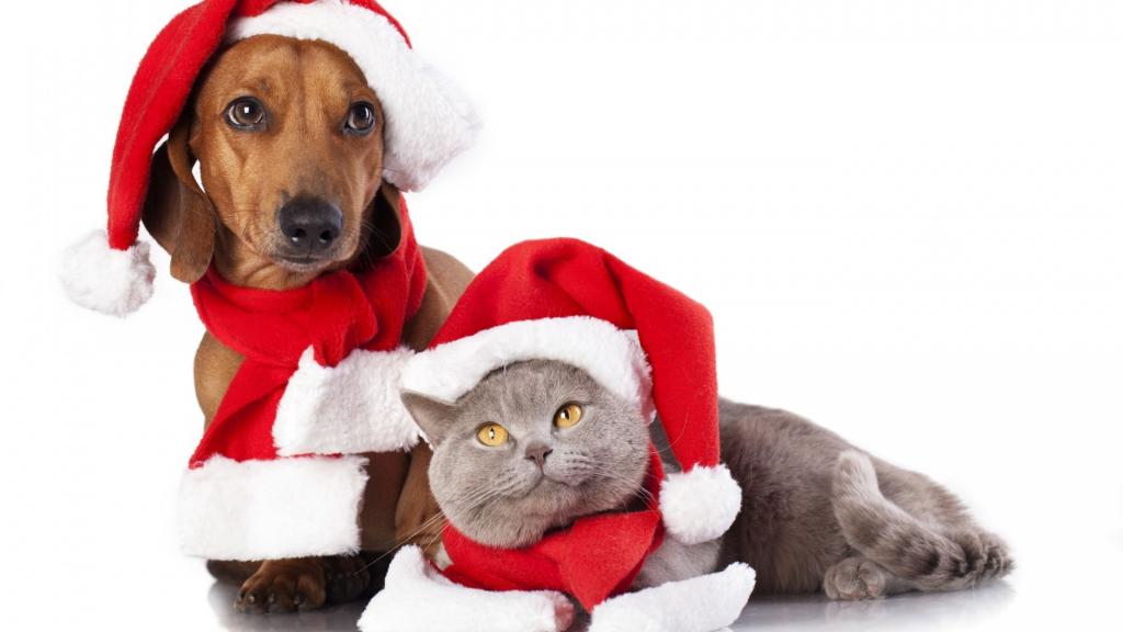 萌宠喜庆圣诞节