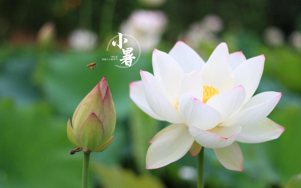 传统节气清新小暑