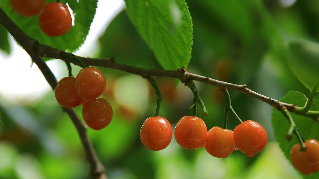 樱桃树上的樱桃