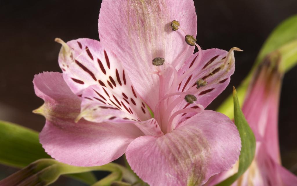 超大唯美鲜花特写