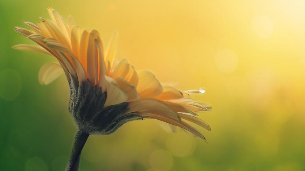 期许一场花开的绚烂