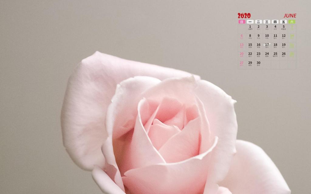 2020年6月摄影下小清新花朵迷人日历写真
