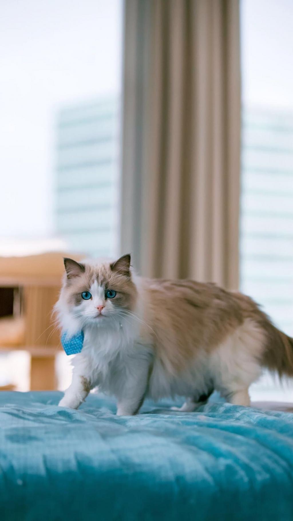 超呆萌的小猫咪