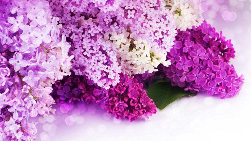 紫色丁香花图片