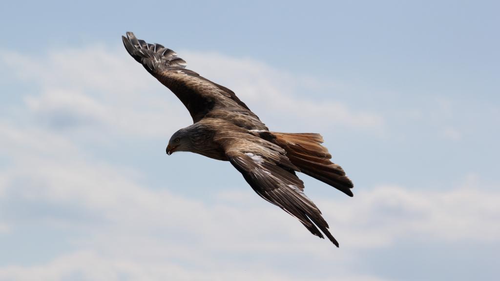 天空翱翔的老鹰