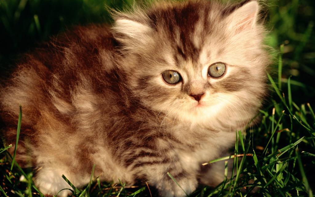 草原猫咪写真