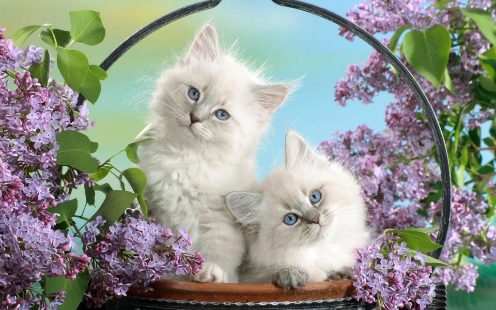 宽屏白色猫咪