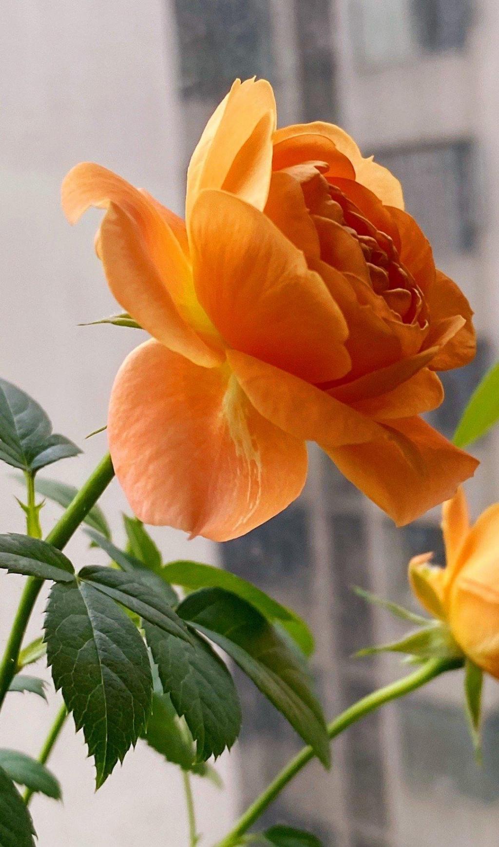 清新宜人月季花到来