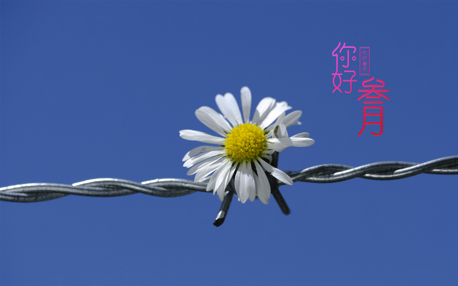 春天来到,三月你好