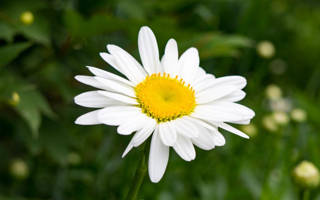 春天盛开的花儿朵朵