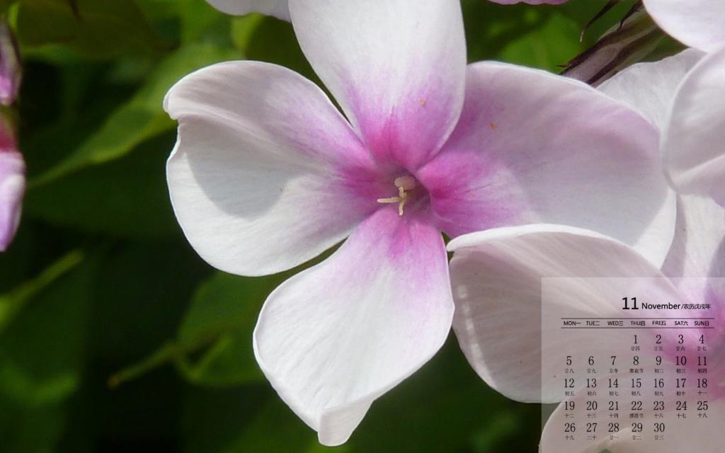 2018年11月白花自然唯美写真日历