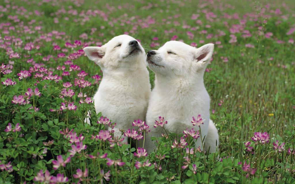 宽屏萌宠狗狗写真