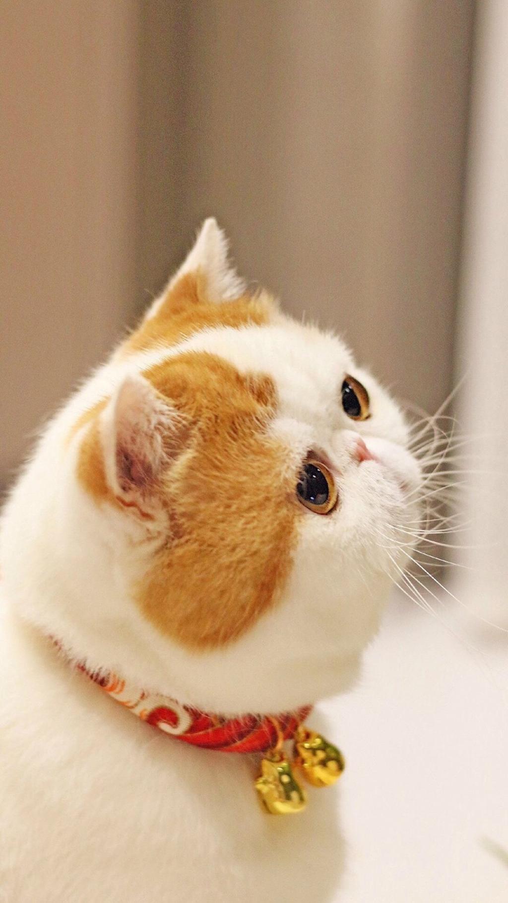 可爱的小动物胖猫咪