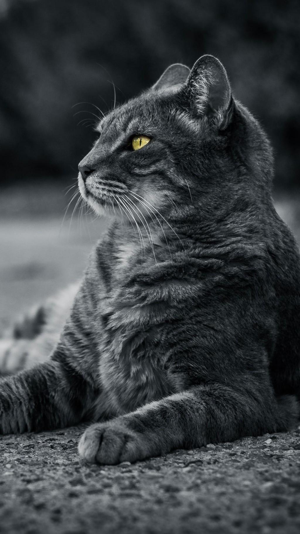 可爱呆萌猫咪写真